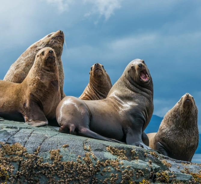 a couple of seals on a rock