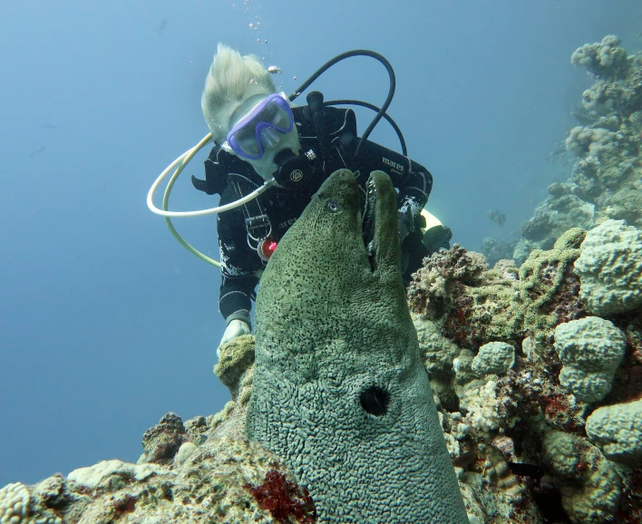 a scuba scubang over a reef with a large green sea sponge