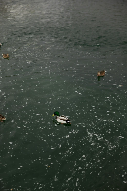 several ducks are swimming on a body of water