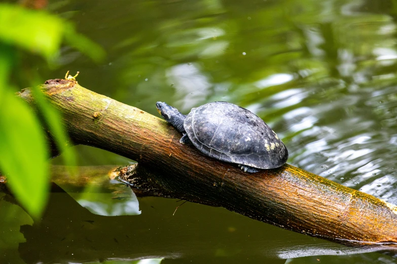 a turtle is resting on the nch in the water