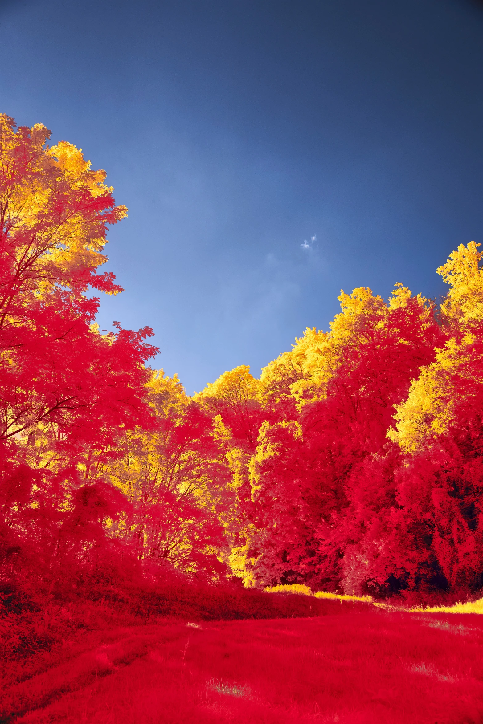 red trees in the middle of a forest