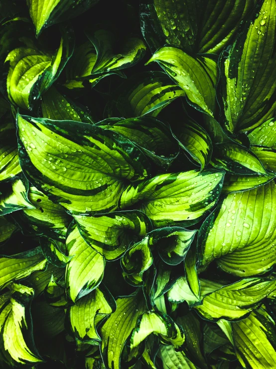 a close up of a green plant with lots of leaves