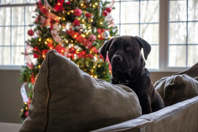 a black dog sitting on top of a pillow on top of a couch