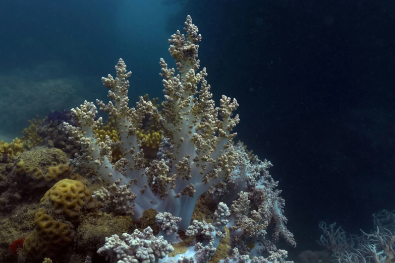 some corals and sponge in the water