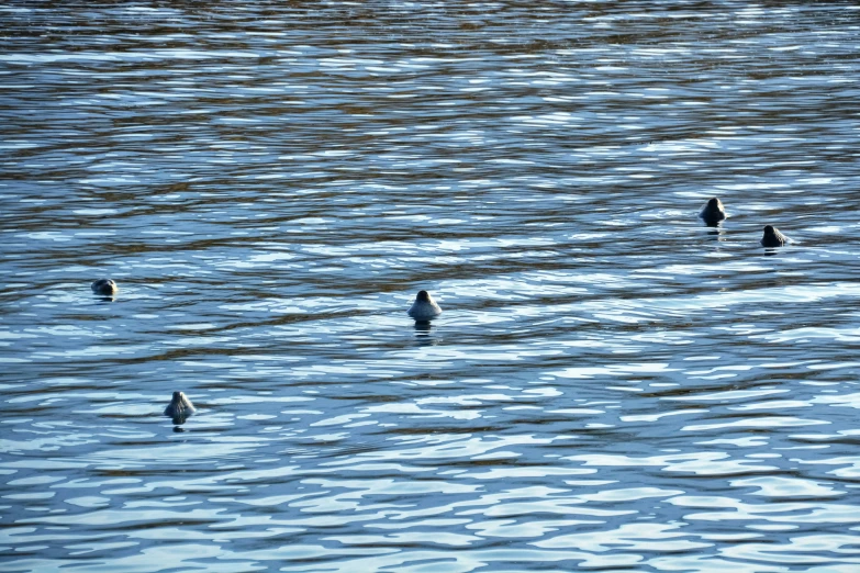 four birds in the ocean, one is alone