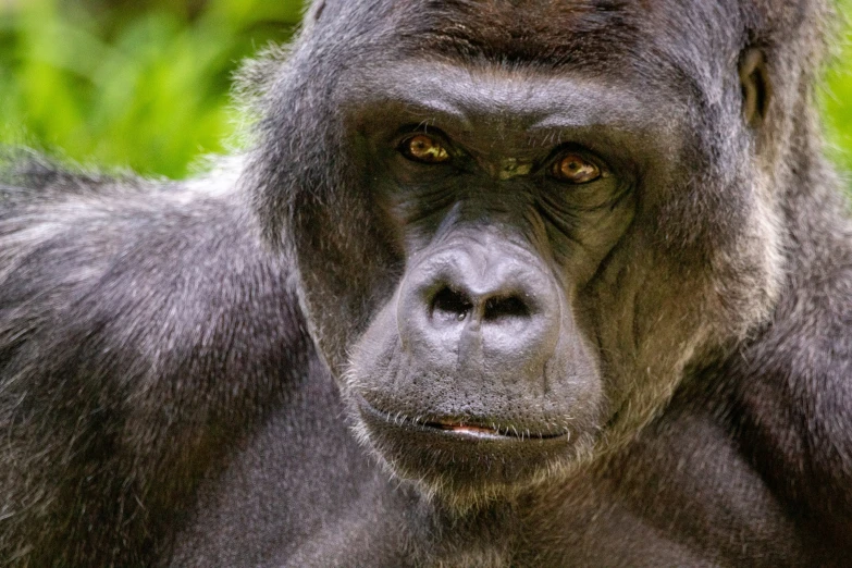 a black and gray gorilla looking into the camera