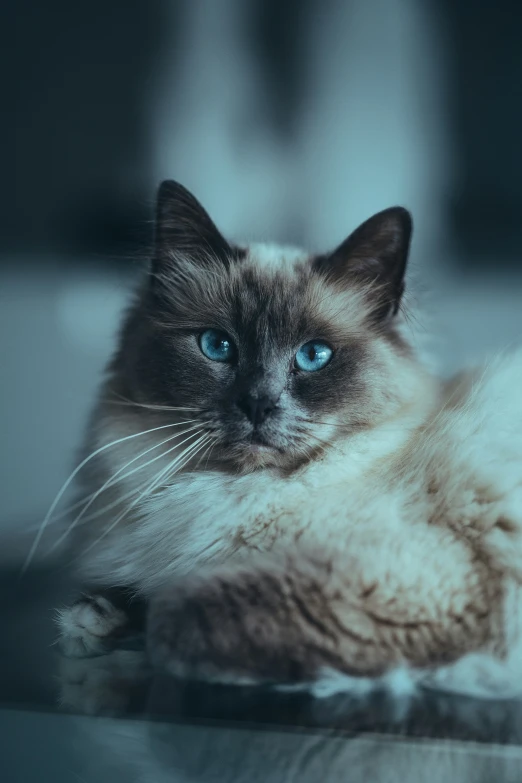 a fluffy cat laying down on a cushion