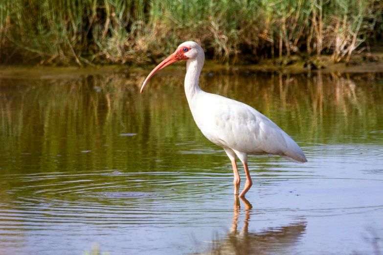 a white bird with long legs standing in shallow water