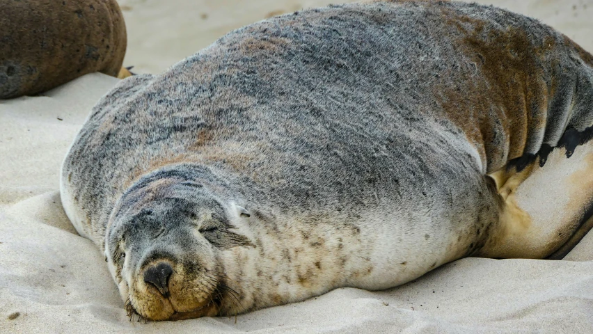 this is an image of seal resting on the beach