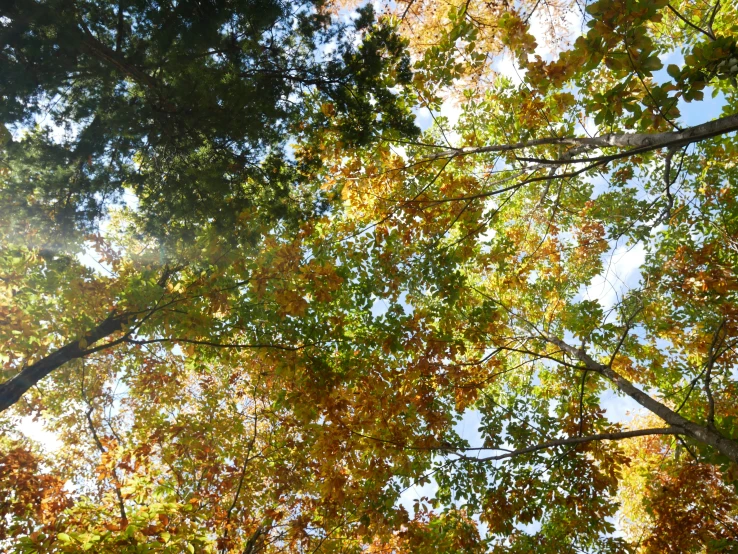 sunlight streaming through autumn leaves of trees