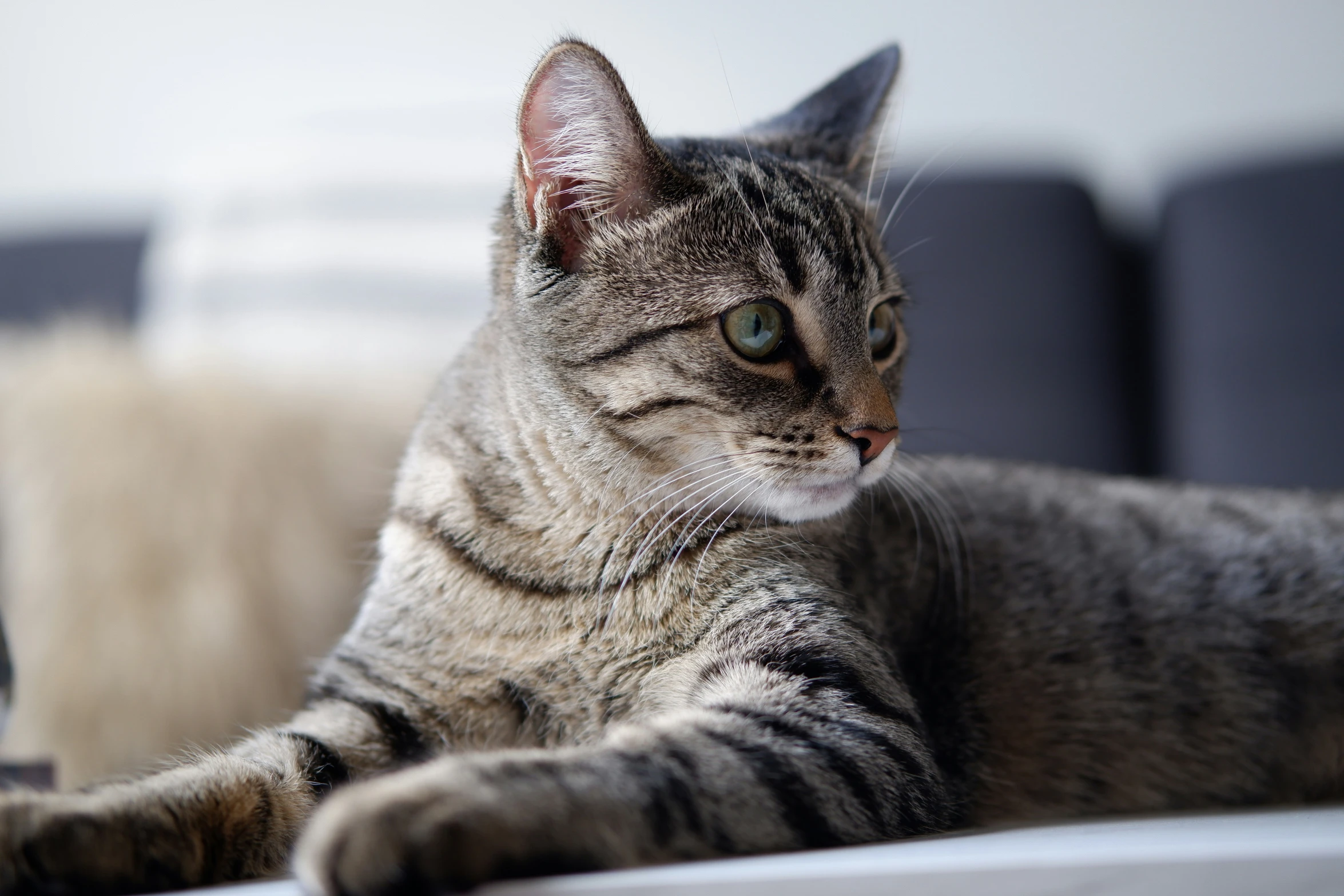 a striped cat laying on a gray sofa