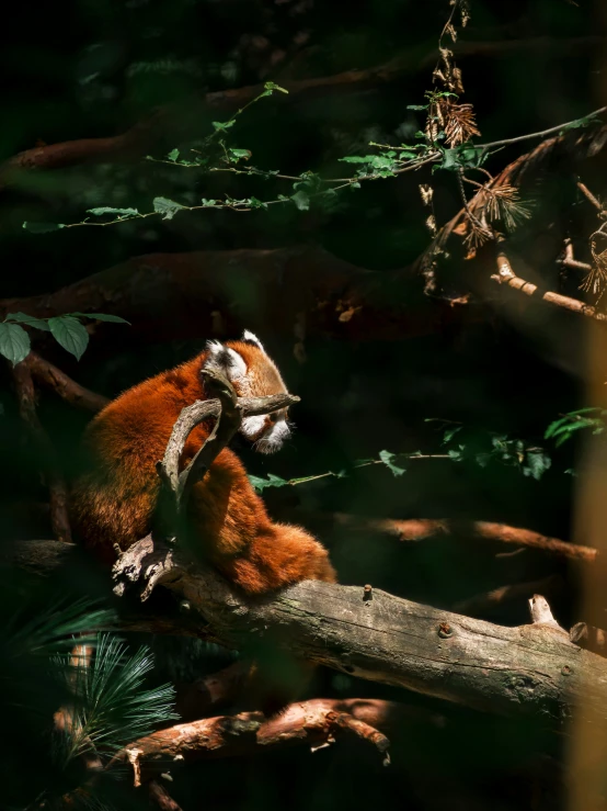 a brown and white monkey climbing on a tree nch