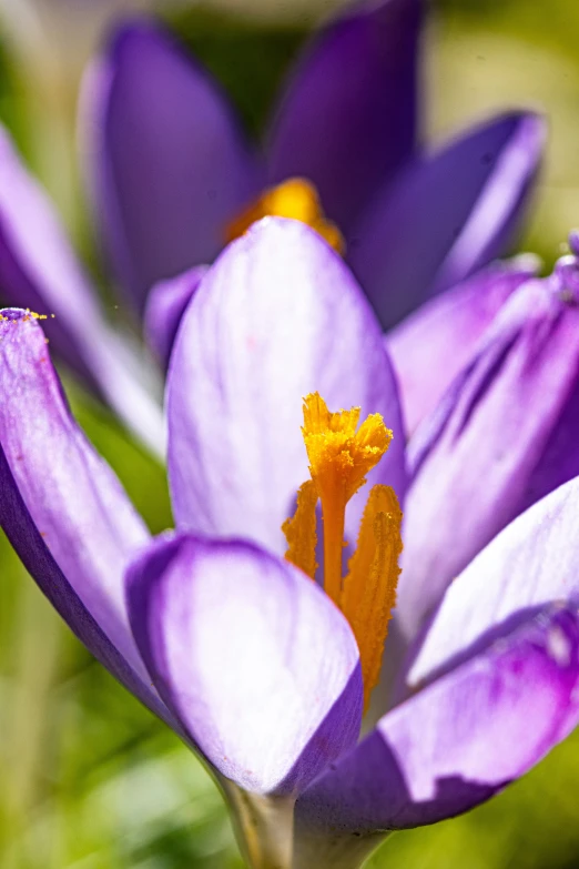 an up close picture of a flower with purple petals
