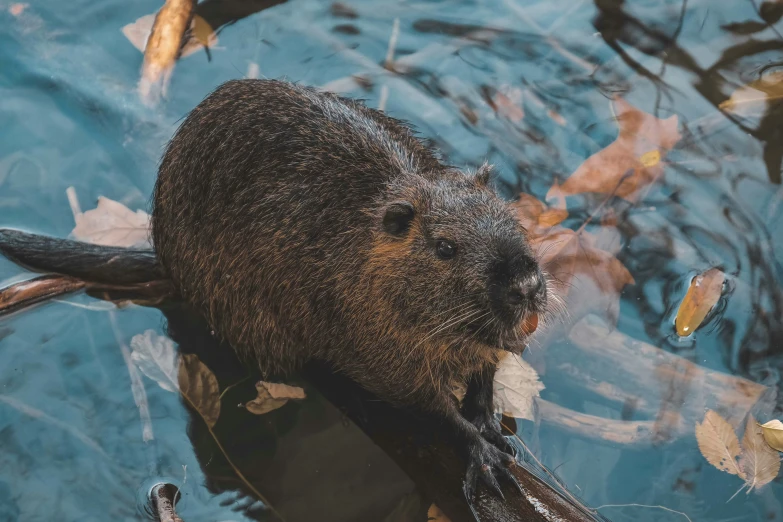 a small animal floating on top of a body of water