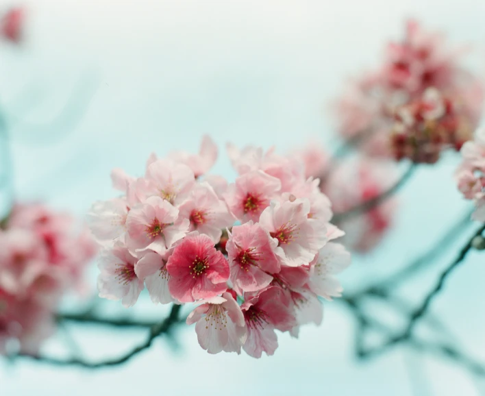 flowers on the nch of a tree with pink blossoms