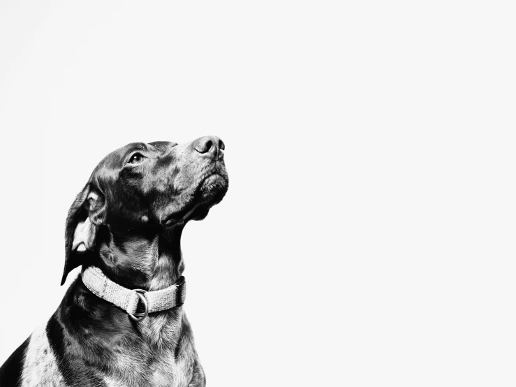 an image of a black dog on the white background