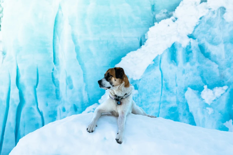 a brown white and black dog sitting on a ledge of snow