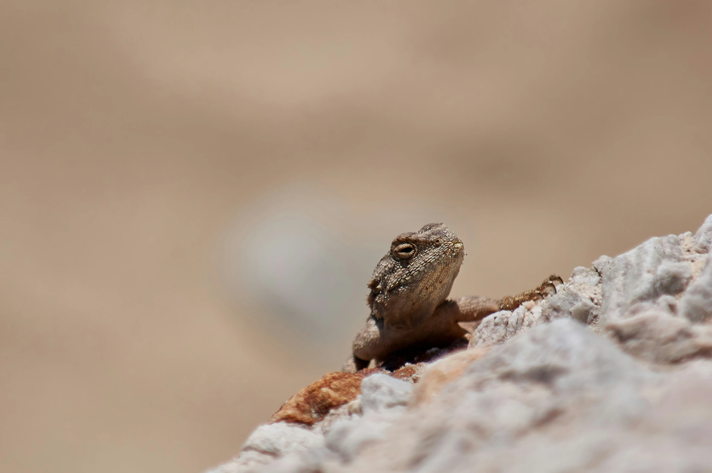 a small lizard sitting on top of a rock