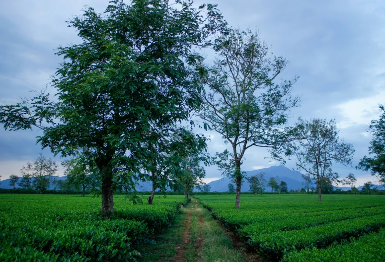 the pathway winds its way through a lush green field