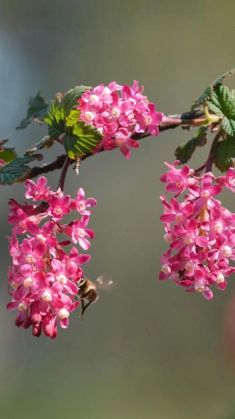 a close up of a nch with pink flowers