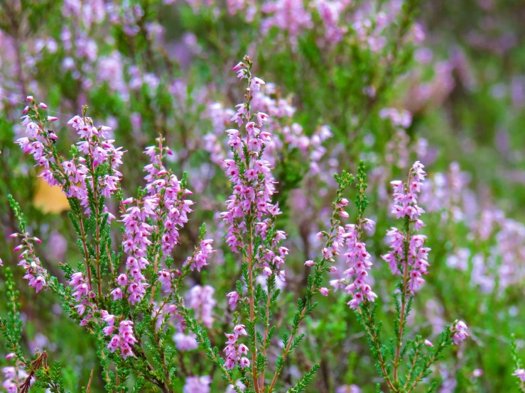 small pink flowers are on a field with other flowers