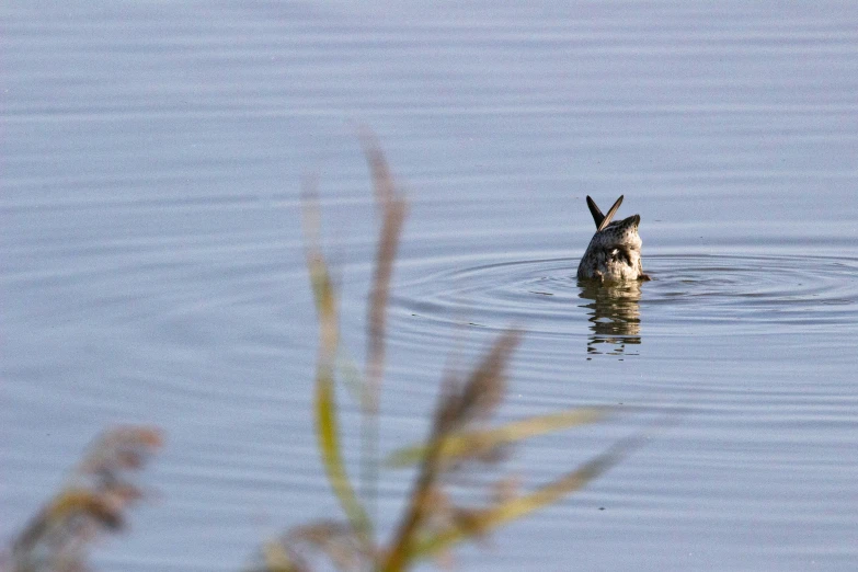 a dog swims through the water while holding soing in his mouth