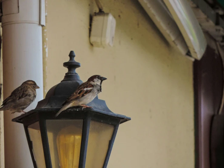 a couple of birds sitting on top of a light pole