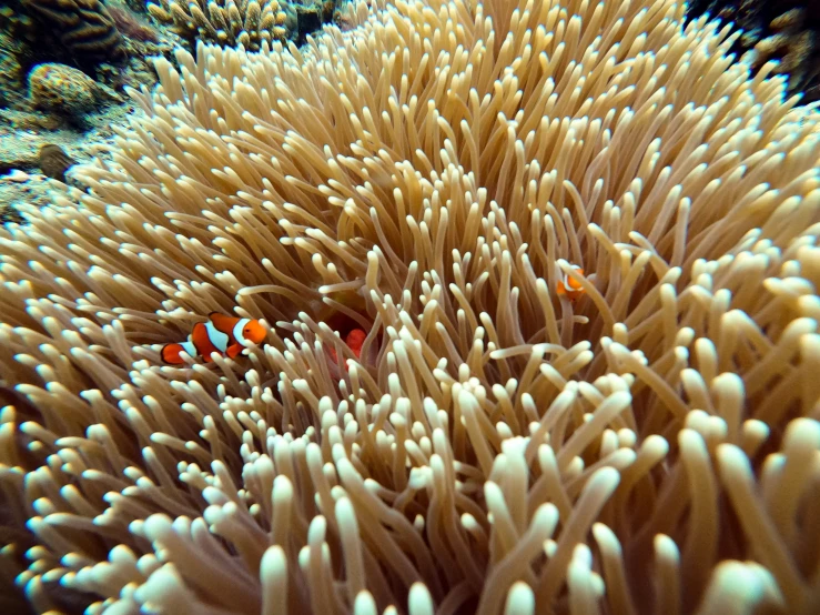 the anemone is on a coral looking for food