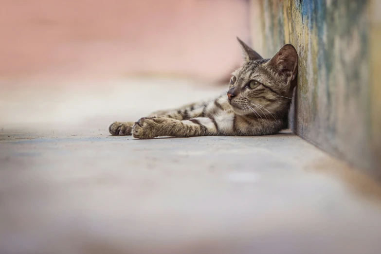 an image of a cat laying down on the ground