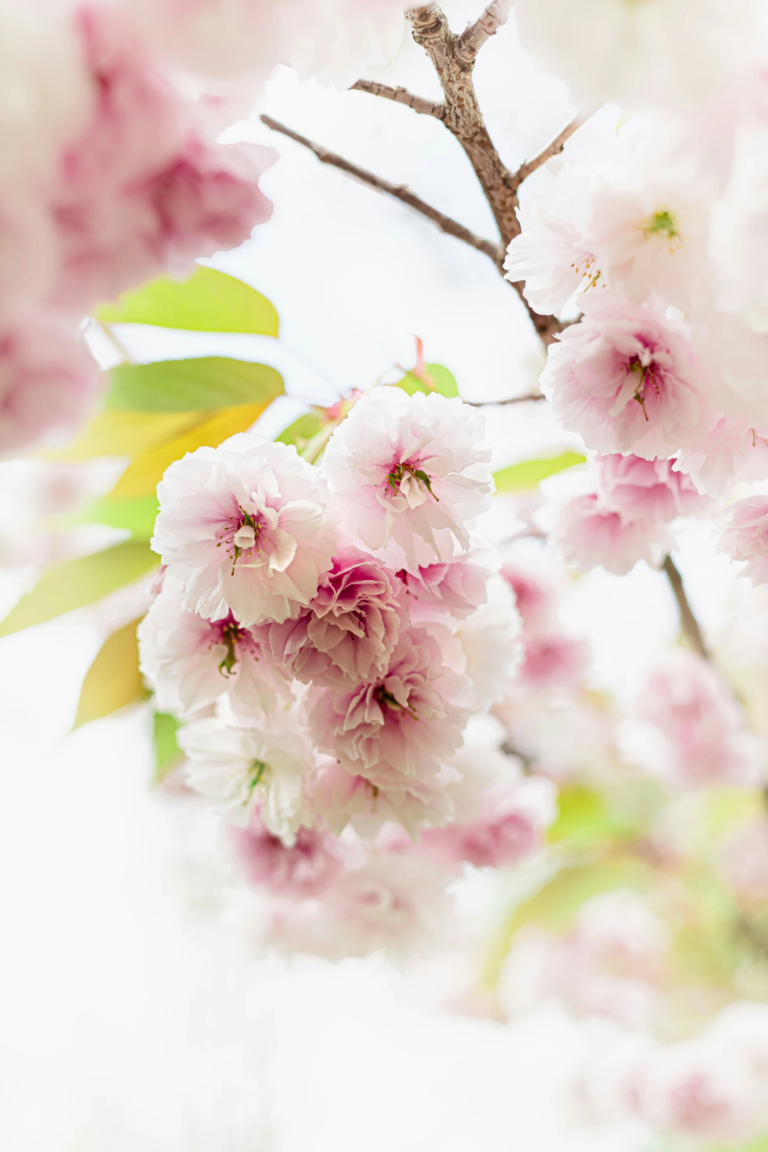 blooming trees in the sunlight with pink flowers