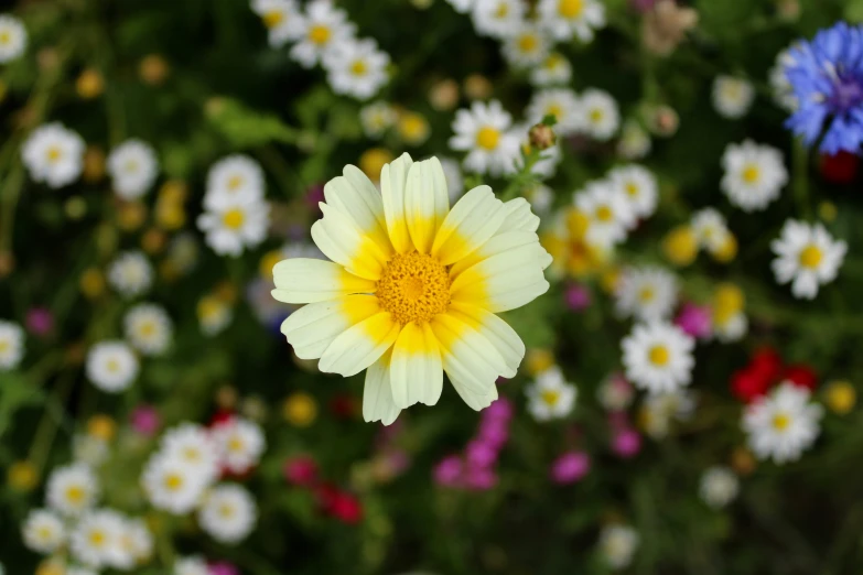 a yellow daisy is surrounded by colorful daisies