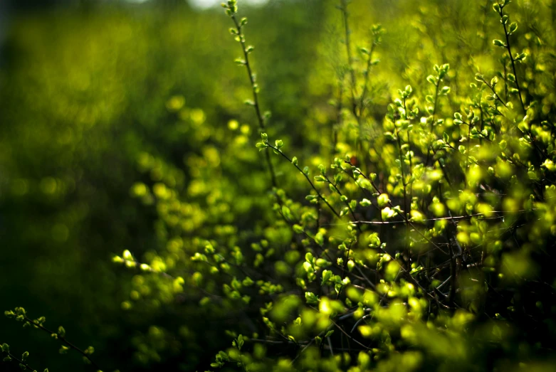 the green moss is growing in the field