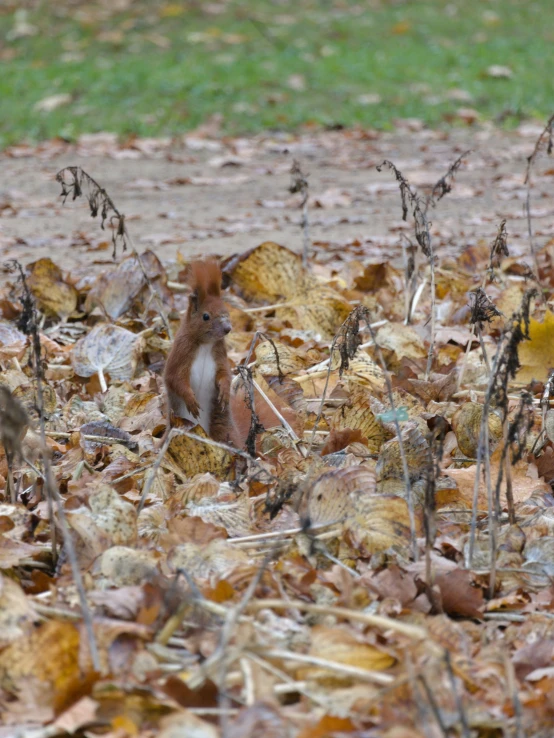 two birds standing in a field of brown leaves