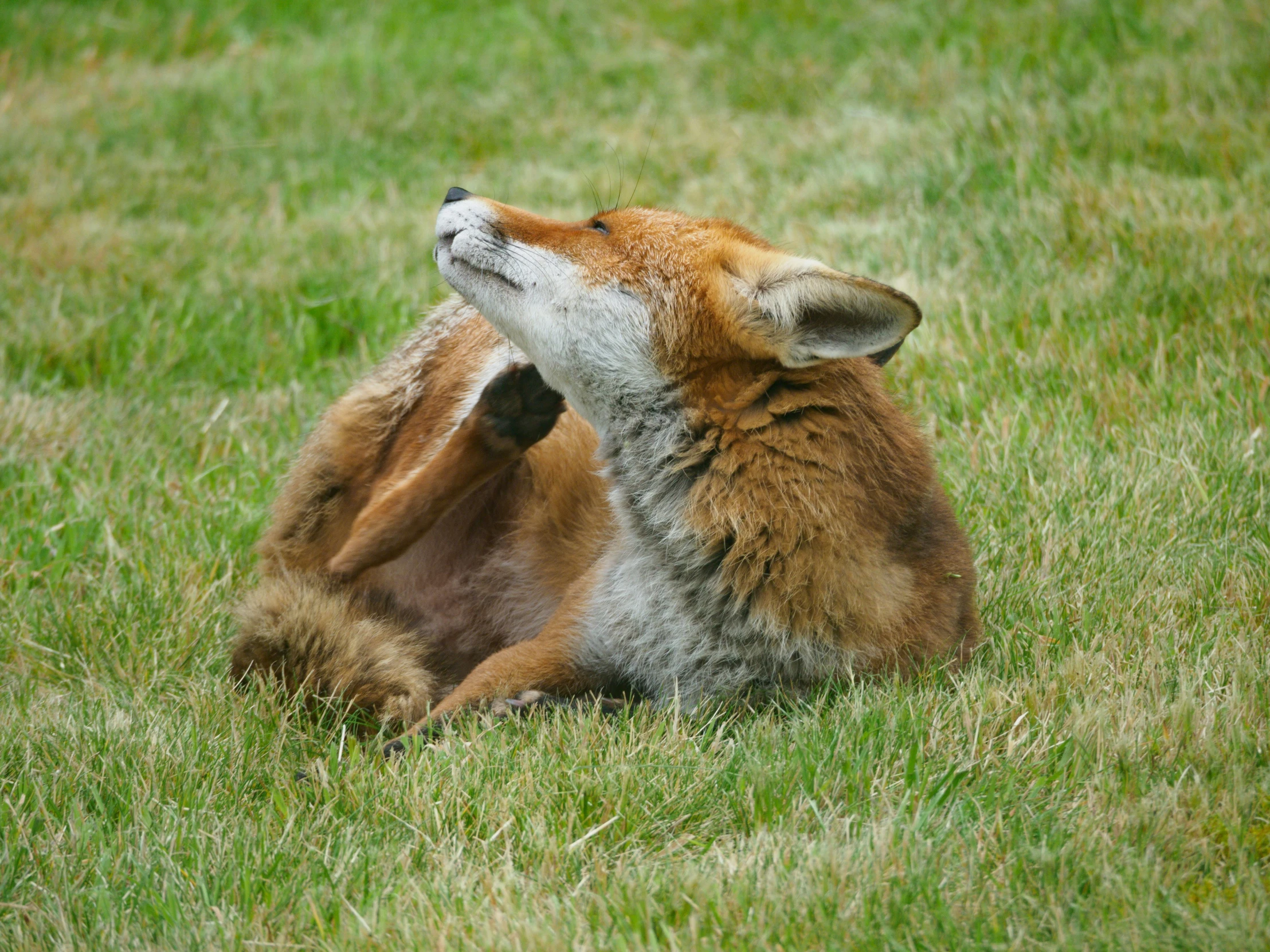 an orange and black cat is laying in the grass