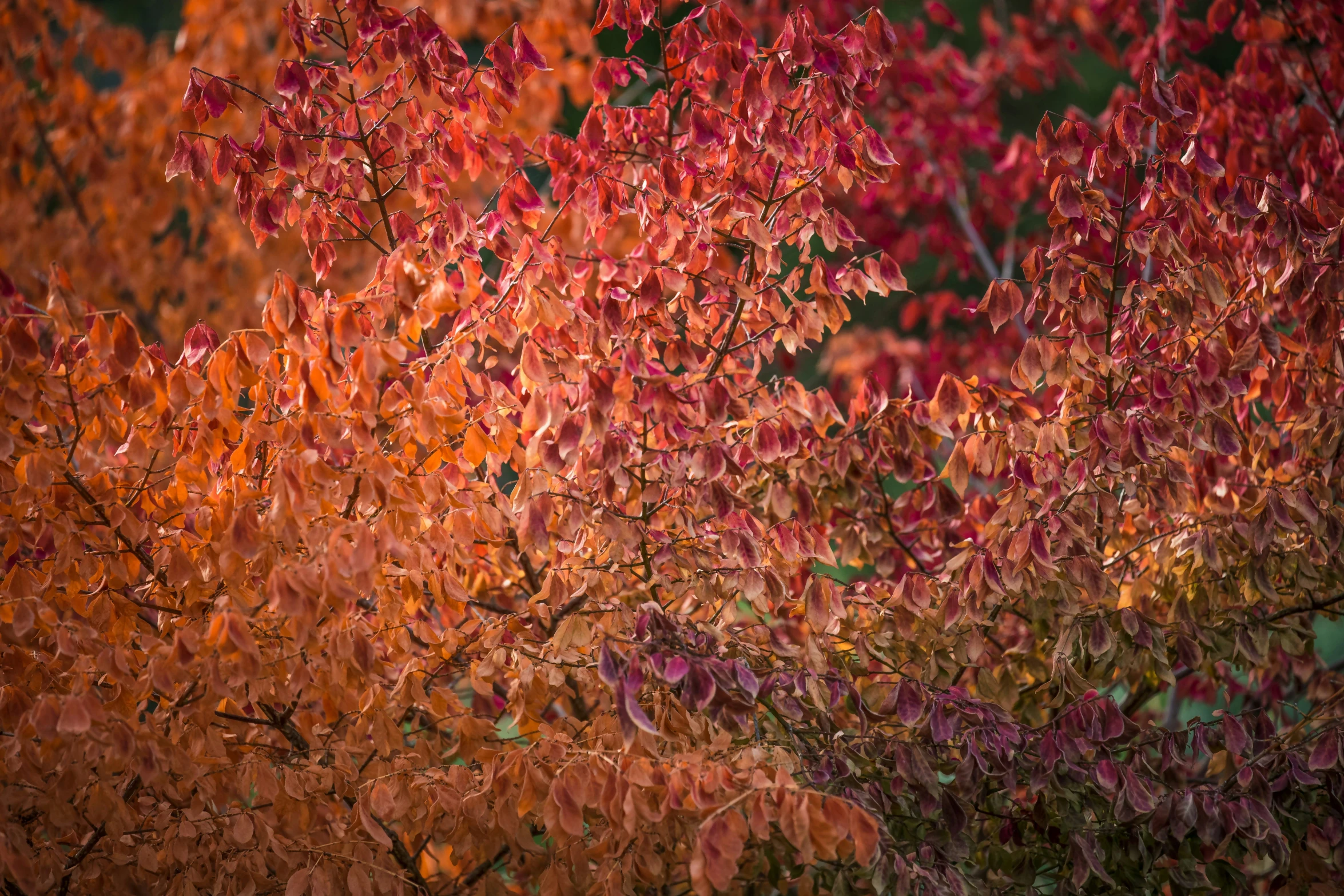 an abstract picture of red leaves on a tree