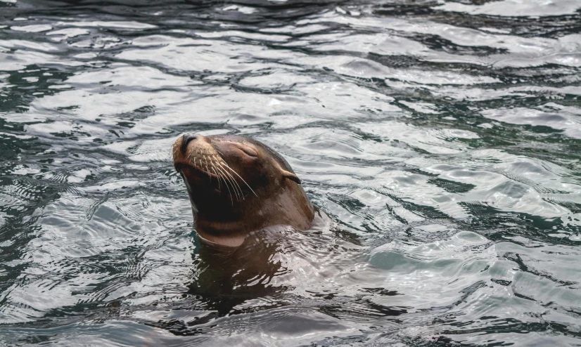 a seal in a body of water looking up