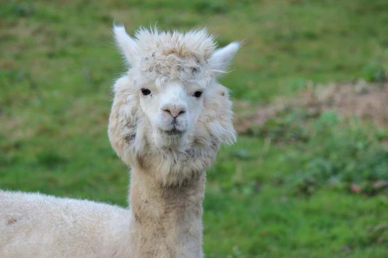 a white llama with a gy coat on it's head