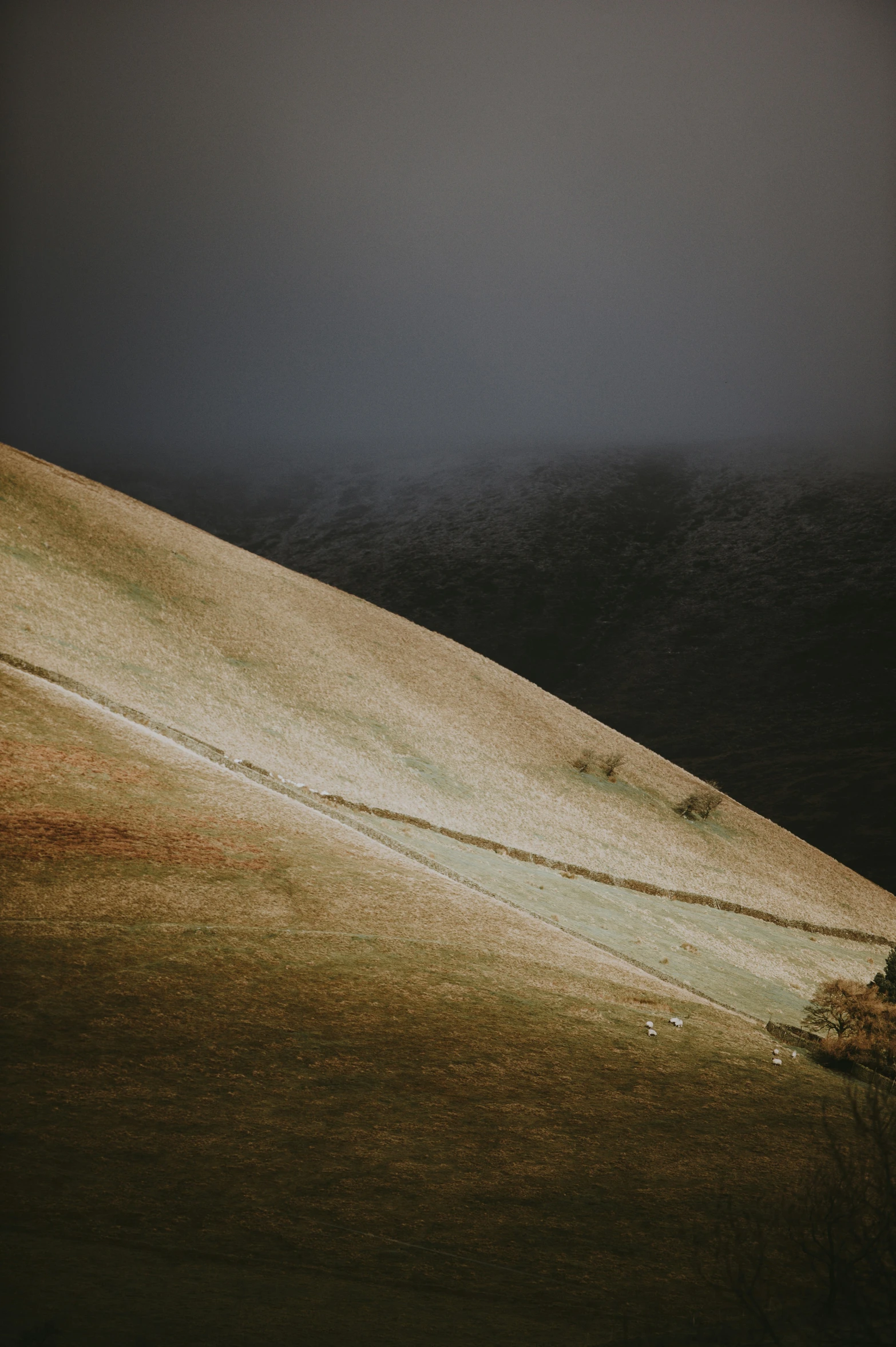 a lone tree is sitting alone in the dark