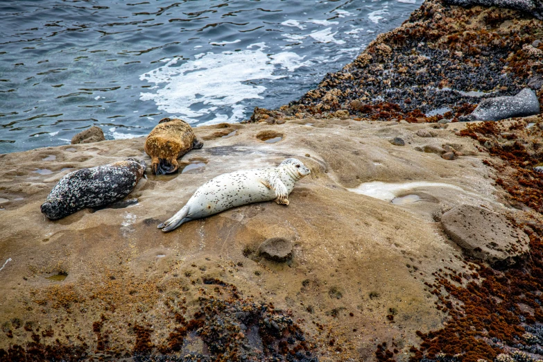 three sea lions laying on a rocky shore