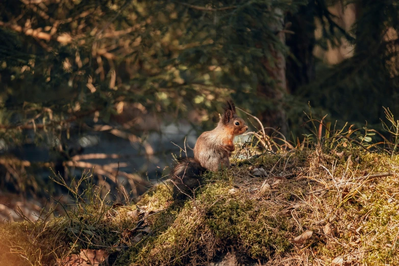 an animal sitting on the ground in the woods