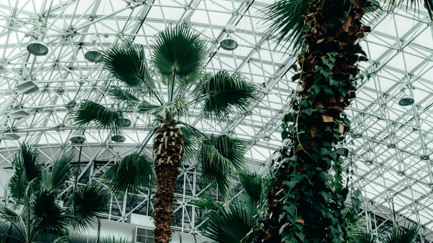 an indoor palm tree that is under a dome