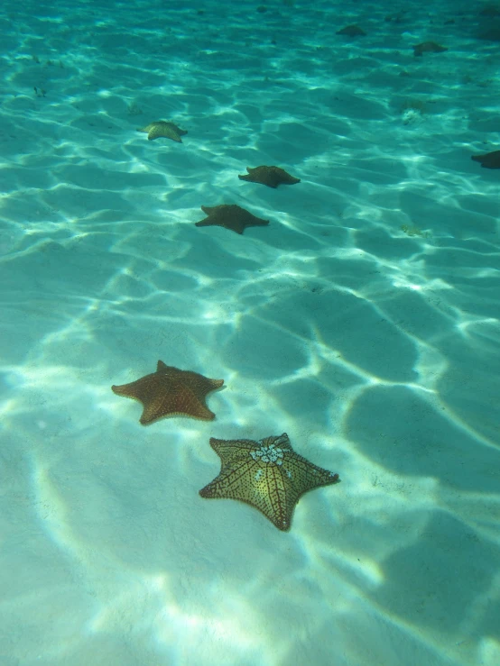 three starfish in shallow water, one brown and one yellow