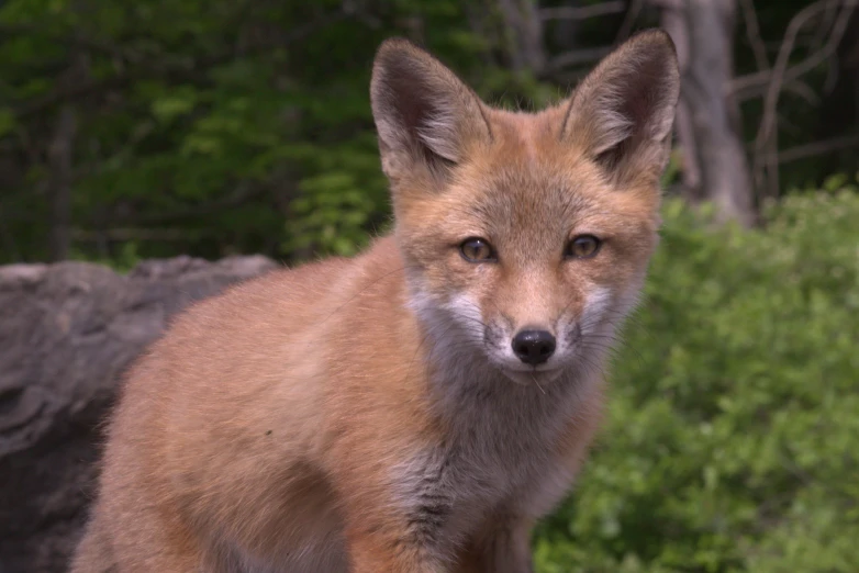 a close up of a small furry animal