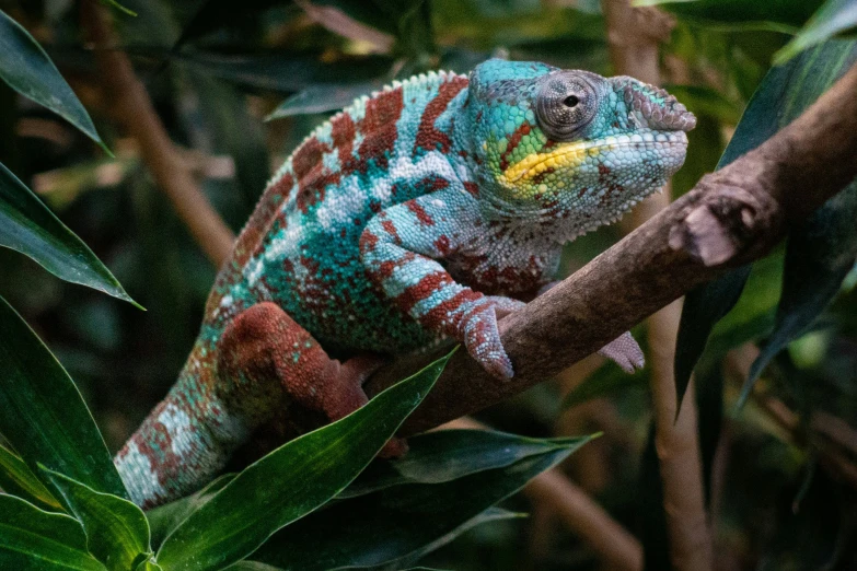 a close up of a chamelon on a tree limb