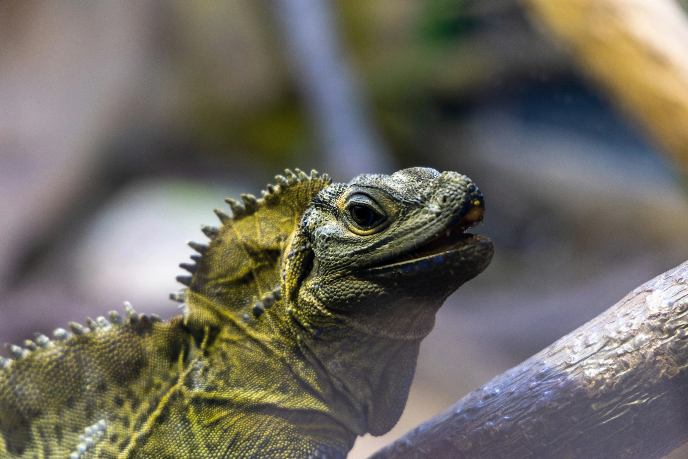 a close up view of an iguana in a zoo