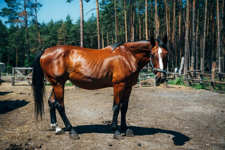 a brown horse standing in an enclosure with trees in the background