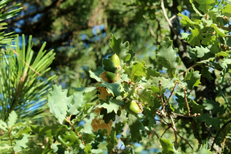 some green leaves are hanging from the tree