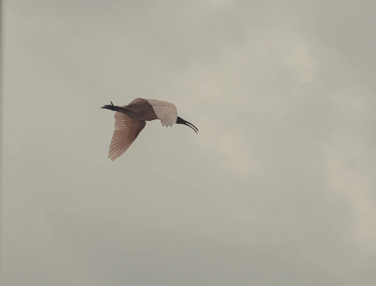 a small flock of birds flying through the air