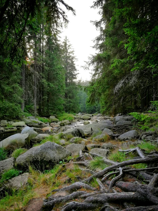 this is a beautiful view of a forest with a river