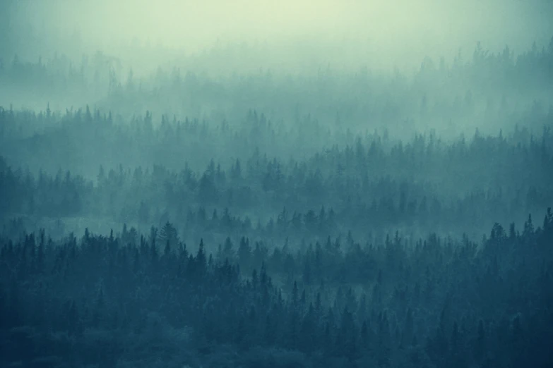 an aerial view of forest with trees in the fog